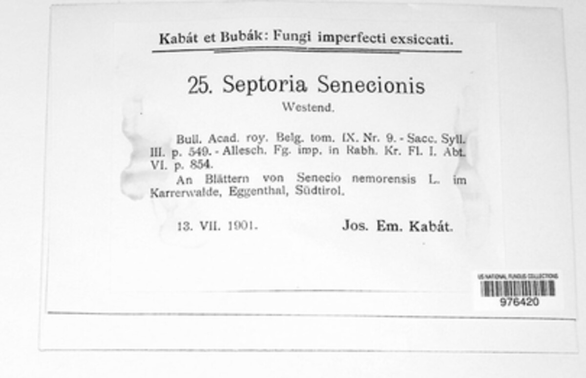 Septoria senecionis image